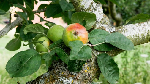 An apple tree bears early fruit, in the garden at Berrington Hall